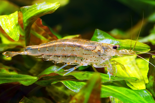 Harmony in the Tank: Exploring the Versatile Compatibility of Aquarium Shrimp with Fish, Plants, and Invertebrates