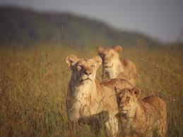 Into the Wild: Safari Adventures for Every Explorer