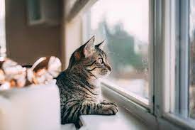 Comprehensive Guide to Feeding and Keeping Cats Happy Indoors