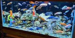 Symphonic Aquatic Ensembles: Orchestrating Diversity in Your Aquarium