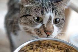 Optimal Feline Wellness: A Holistic Guide to Cat Health and Nutrition