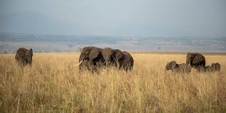 Hidden Gems: Off-the-Beaten-Path Safaris in Africa