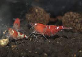 Aquarium Shrimp Compatibility: Ensuring a Harmonious Aquatic Environment