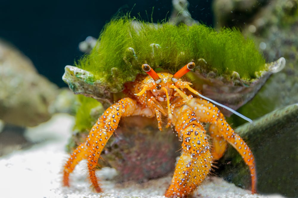 Creating a Thriving Habitat: How to Keep Shrimps and Crabs Together in Your Freshwater Aquarium